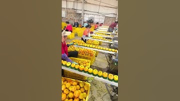 Fruit Processing Revolution Automatic Apple Peeling Machine