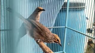 Cucak Rowo Stock Update: Ready for Young Adults, Prices Starting at IDR 4.5 Million