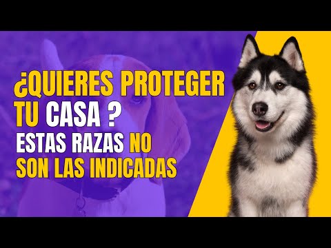 Video: 15 razas de perros más amigables