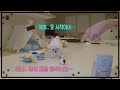 강아지를 위해 고양이 장난감 공을샀는데 고장난건가 강아지를 위해 고양이 장난감 공을샀는데 고장난건가