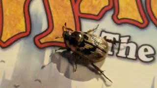 My Name on a T-Shirt cover (Odie Leigh)