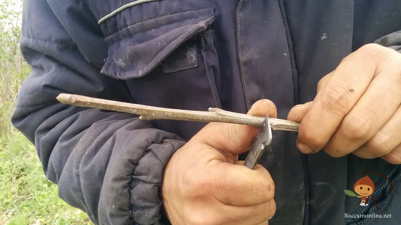 Dimostrazione innesto a spacco su pianta di castagno