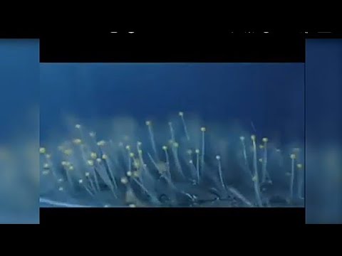   فيديو رائع لنمو الفطريات على الفاكهه