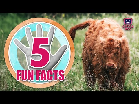 FIVE Facts about