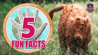 FIVE Facts about Highland Cows