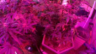 Master Grower Jamaican Andrew Morales