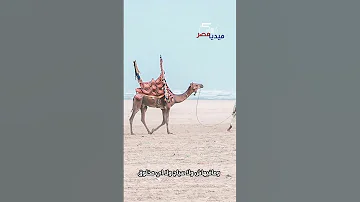 قاعدين على الشط الجمال استغلوا غياب السياح وراحوا يقضوا الويك اند هما كمان 