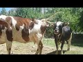 Most Beautiful  Bull and Cow || Animals Earth  ||