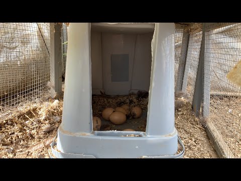 Baby Chicks Hatching | LIVE CAM | Broody Hen Charley | Live CHAT