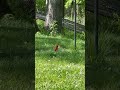 Curious Chatty Cardinal #unboxingdiscoverybyg #cardinal #bird #nature #wildlife