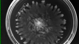 The Ultimate Guide To Bacterial Swarming Supplemental Video 3