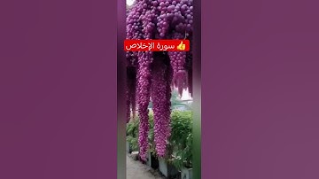 سورة الإخلاص 👍 قرآن كريم #صدق الله العظيم #اكسبلور #ترند #اسمعنا #دعاء #دعاء مستجاب #beautiful #cat