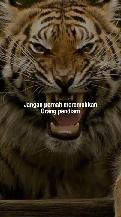 Jangan meremehkan orang pendiam...