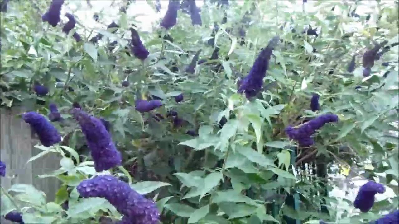 Butterfly Bush YouTube