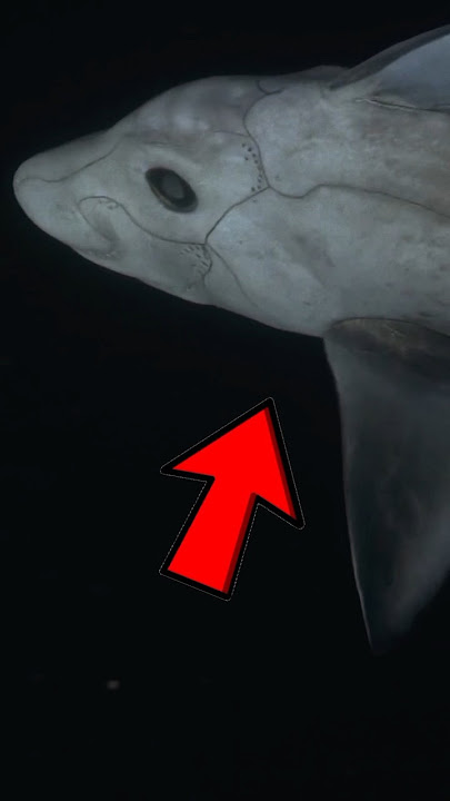 Ghost shark 300 million years nightmare 😱😱👻🦈