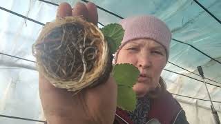 картинка: Що впливає на урожай полуниці