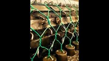 A machine making chicken wire#shorts #machine