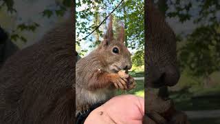 My little fluffy friends, Ep. 30 - full video