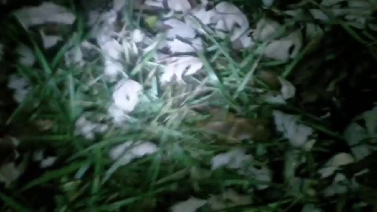 Brett Keane Searches for @AmazingAtheist