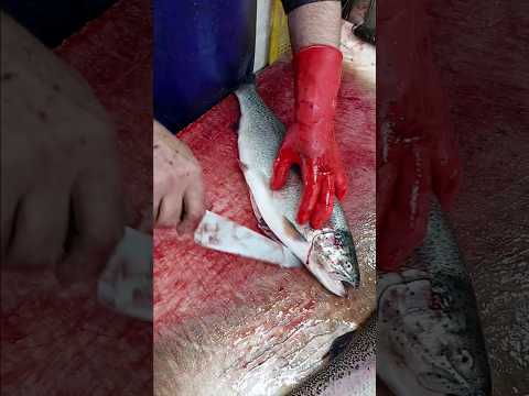 درآوردن استخوان ماهی سالمون و قزل آلا بهترین و ساده ترین راه پاک کردن ماهی