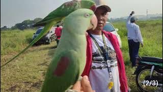 Thor Terbang bersama Alexandrine dari Wara-wiri Free Fly - 12 Agustus 2023
