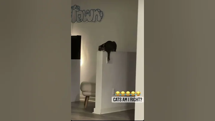 Not my video.. too good not to post😹 | #Shorts #CuteCat