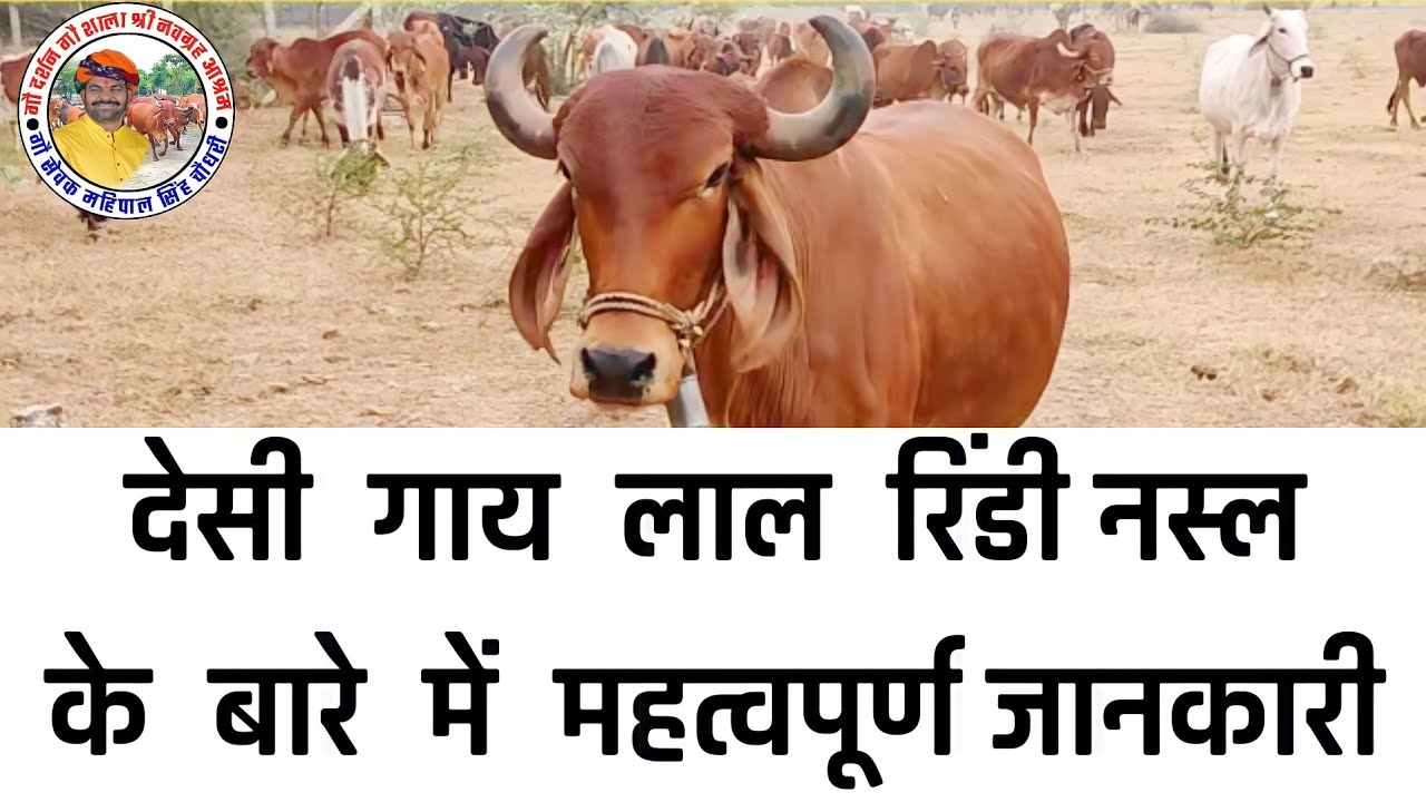 देसी गाय लाल रिंडी नस्ल की पहचान !! desi cow red rindi breed ...