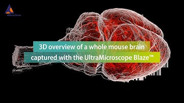 3D overview of a whole mouse brain captured with the UltraMicroscope Blaze™