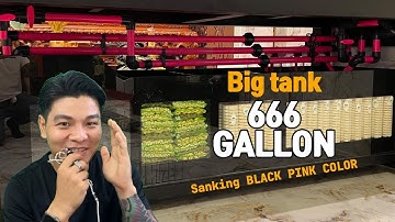 Bàn Giao Bộ Hồ 200 Củ Full Siêu Trong | Siêu Phẩm 2m5 x 1m x 1m Cực Đã Cho Khách Chơi Cá !
