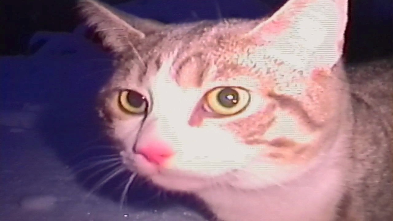 the dream that ends too soon