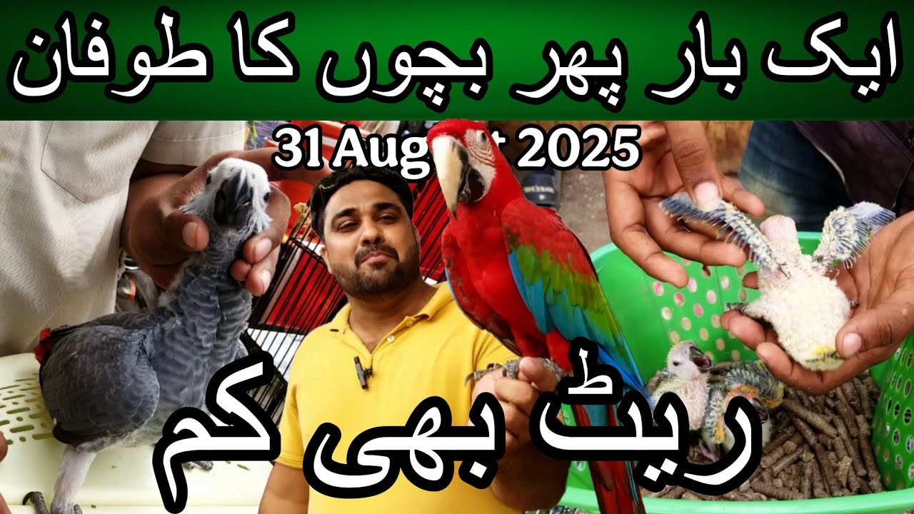Lalukhet Exotic Birds Market 31 August 2025 | Cheapest price parrot market in Karachi Pakistan