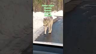 Serigala Itu Meminta Pertolongan Dan Ending-nya Mengharukan#shorts#animals#srigala