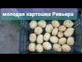 молодая картошка Ривьера Копали 11 мая 2021