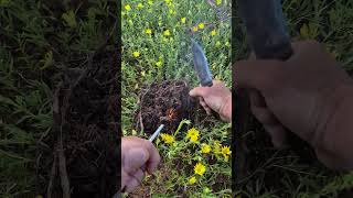 Texas Bushcraft Fire Making | ASMR