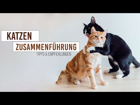 Video: Die Katzen-Bedienungsanleitung für Kitty-Wurf-Optionen