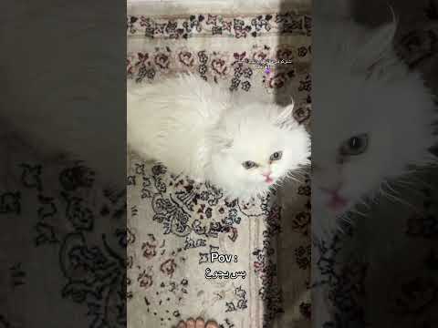 شوفو اديش معصب اكسبلور     