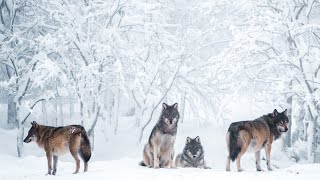 La meute des loups | Documentaire 2022