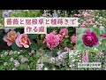 薔薇と宿根草と種蒔きで作る庭