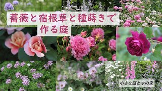 薔薇と宿根草と種蒔きで作る庭 Youtube