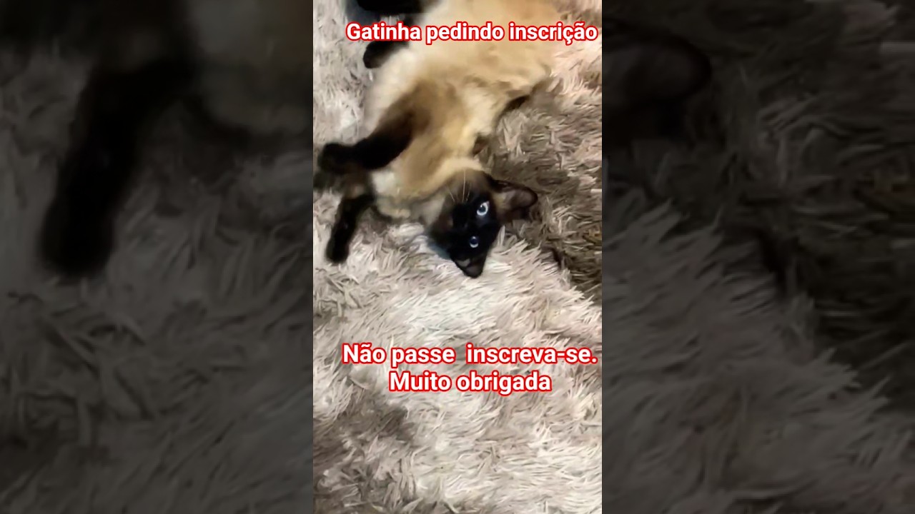 não passe inscreva-se #gato #gatitos #gatto #gata #gatinha #petlovers #viral #viralvideo #shortvideo