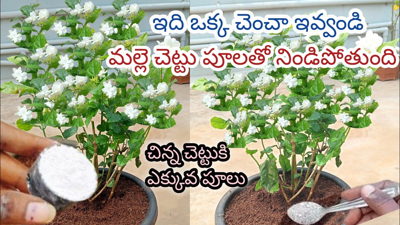 మల్లెపువ్వులు సీజన్ అంతా గుత్తులు గుత్తులుగా  పూయాలి అంటే ఈ ఫర్టిలైజర్ ఇవ్వండి/more Jasmine flowers 