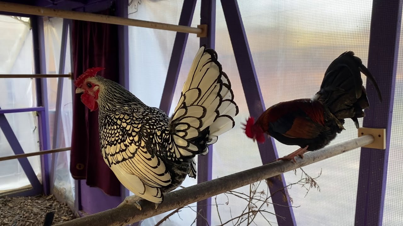 Our Winterized Chicken coop and happy chickens despite the cold weather