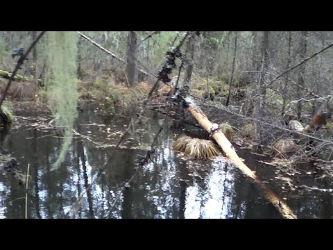 Wideo: Bobry Atakują Osobę - Alternatywny Widok