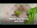 Who is tony the frog and why did he go viral