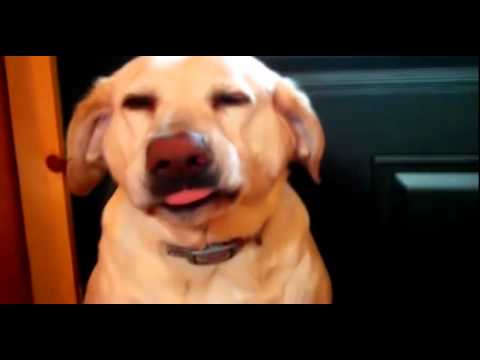 Scarica Gratis Images Denver Le Chien Ronge Par La Culpabilite 2 Youtube dernière salutations