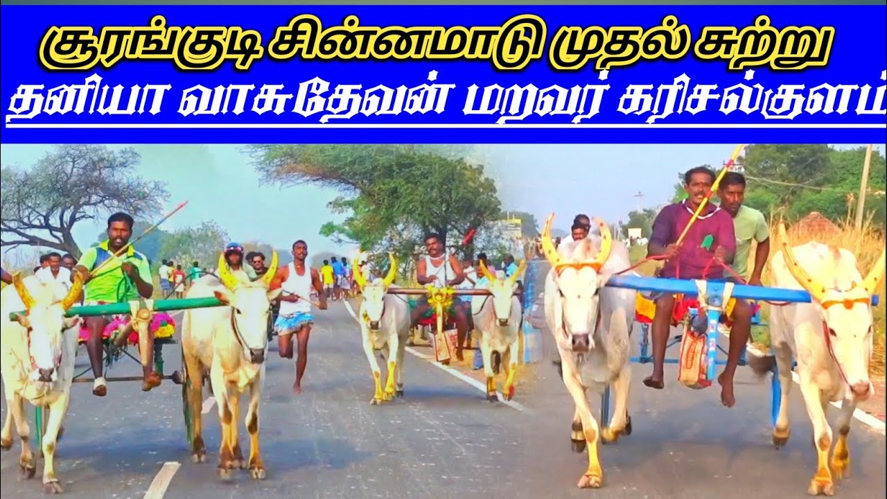 தூத்துக்குடி மாவட்டம் சூரங்குடி சின்னமாடு முதல் சுற்று 