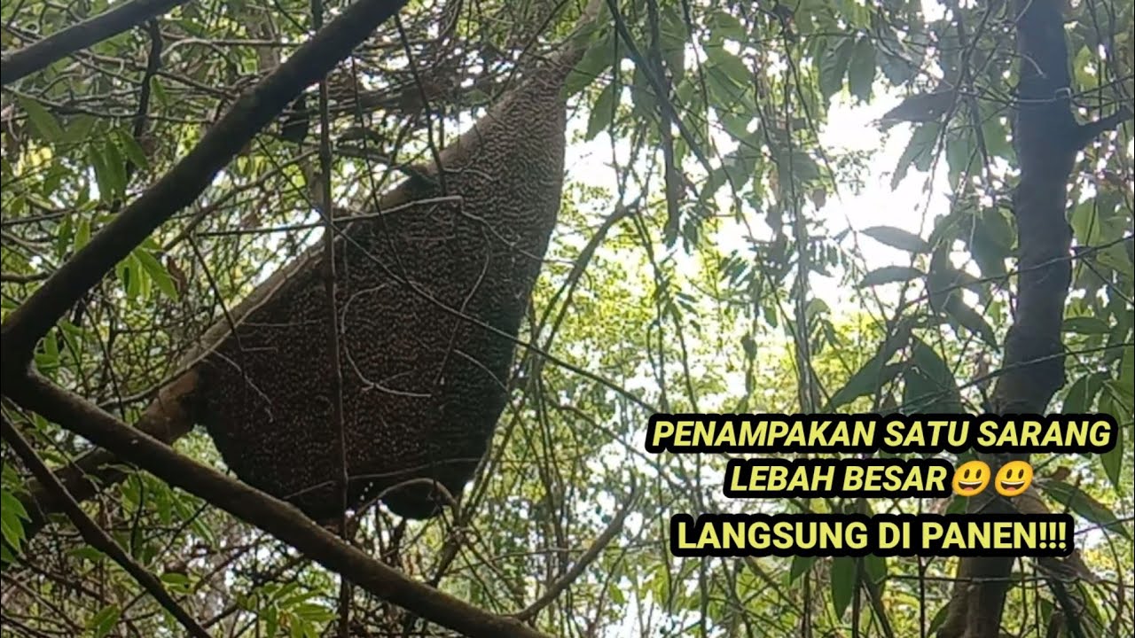 Lebah Besar Dan Agresif