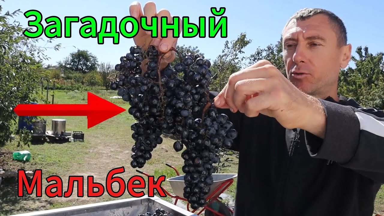 МАЛЬБЕК! Первое вино