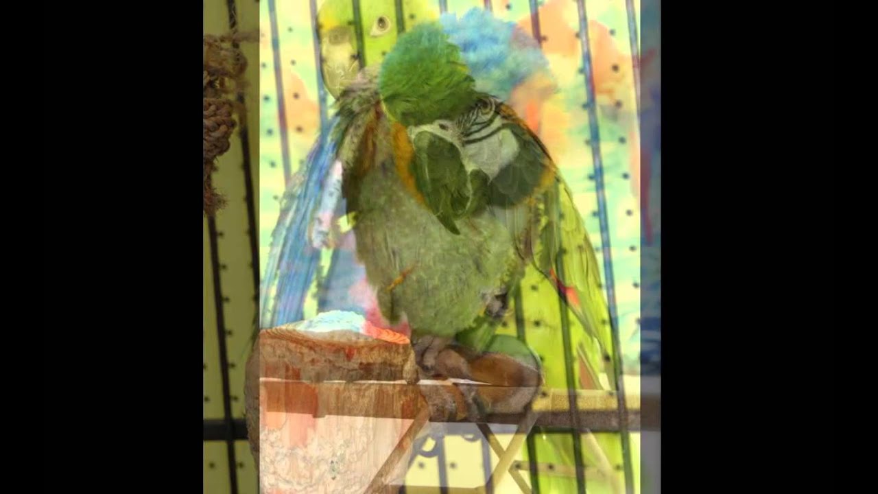 Feathered Sanctuary Lancaster, PA *Available Parrots Jan 2013 YouTube