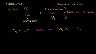 Fotosentez Fen Bilimleri Biyoloji